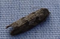 Cnephasia