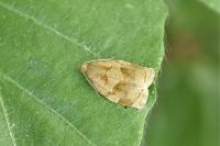 Archips rosana