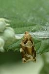 Archips xylosteana