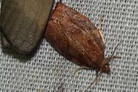 Pandemis heparana