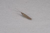 Coleophora