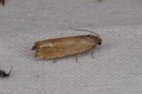 Eucosma