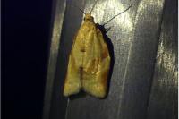 Clepsis consimilana