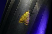 Acleris bergmanniana
