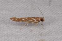 Pyroderces argyrogrammos