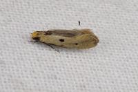 Tinea trinotella