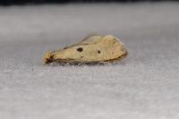 Tinea trinotella