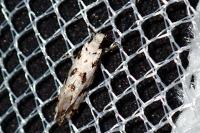 Nemapogon nevadellus