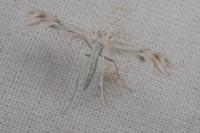 Wheeleria spilodactyla