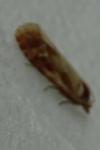 Rhyacionia