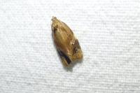 Ditula angustiorana