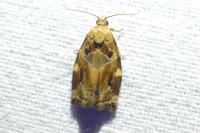 Archips xylosteana