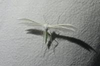 Pterophorus pentadactylus