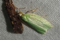 Tortrix viridana