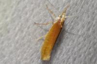 Ypsolopha parenthesella