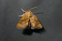 Apoda limacodes
