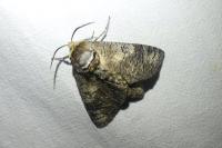 Cossus cossus