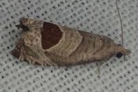 Notocelia uddmanniana