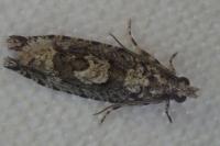 Zeiraphera isertana