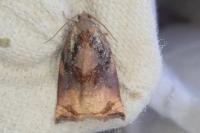 Archips podana