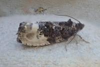 Hedya nubiferana