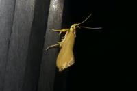 Crassa unitella