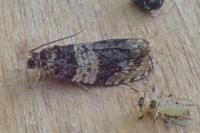 Celypha aurofasciana