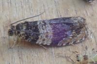Celypha aurofasciana