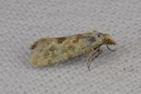 Aethes williana