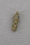 Aethes williana