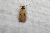 Agonopterix subpropinquella