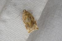 Archips xylosteana