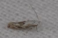 Bucculatrix