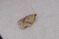 Clepsis consimilana
