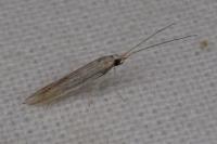 Coleophora