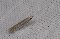 Coleophora