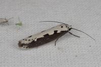 Ethmia bipunctella