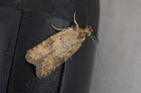 Exaeretia lutosella