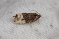 Hedya nubiferana