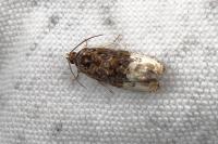 Hedya nubiferana
