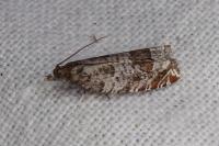 Ancylis achatana