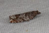 Ancylis achatana