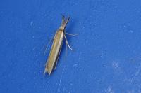 Pleurota aristella
