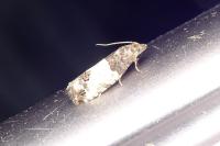 Spilonota ocellana