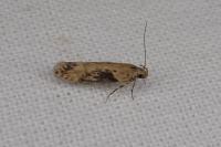 Scrobipalpa costella