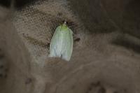 Tortrix viridana