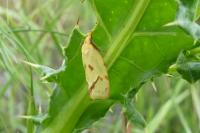 Agapeta hamana
