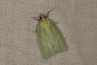 Tortrix viridana