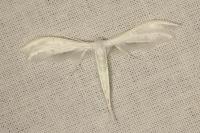 Pterophorus pentadactylus