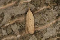 Nothris verbascella